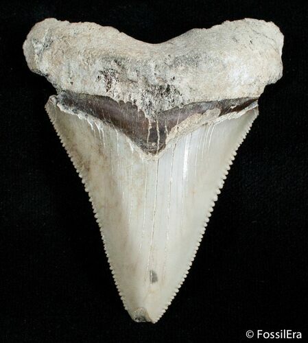 / Inch Carcharocles Angustiden Tooth #2899
